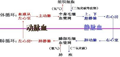 左血右氣|左行血右行气还是左行气右行血